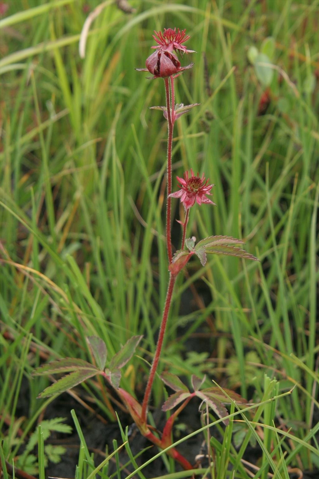 Comarum palustre (door Willem Braam)