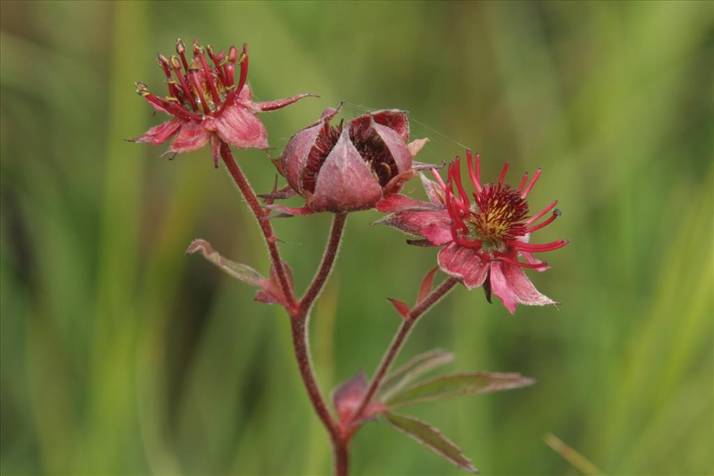 Comarum palustre (door Willem Braam)