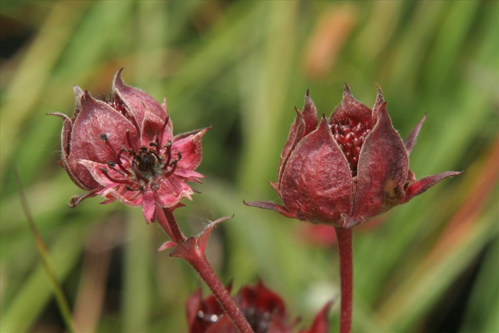 Comarum palustre (door Willem Braam)