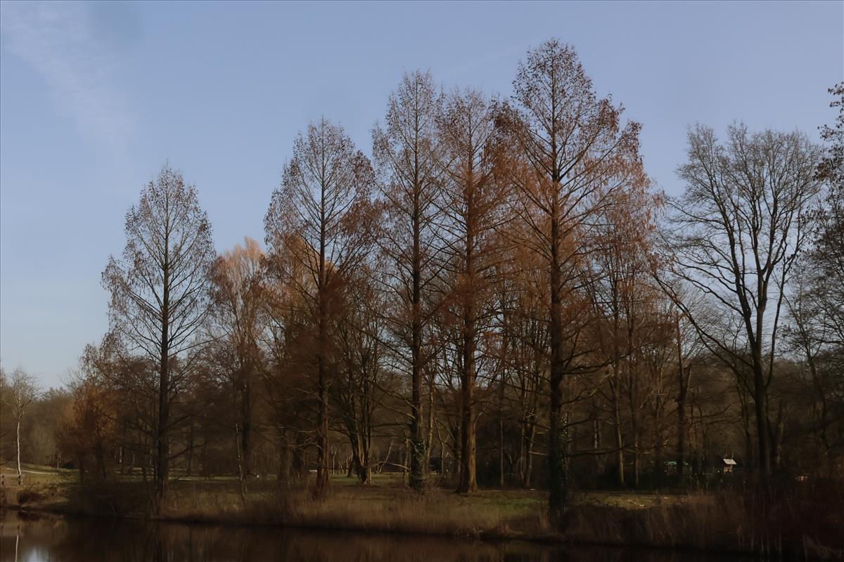 Metasequoia glyptostroboides (door Willem Braam)