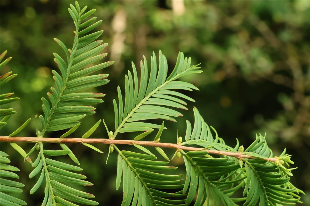 Metasequoia glyptostroboides (door Willem Braam)