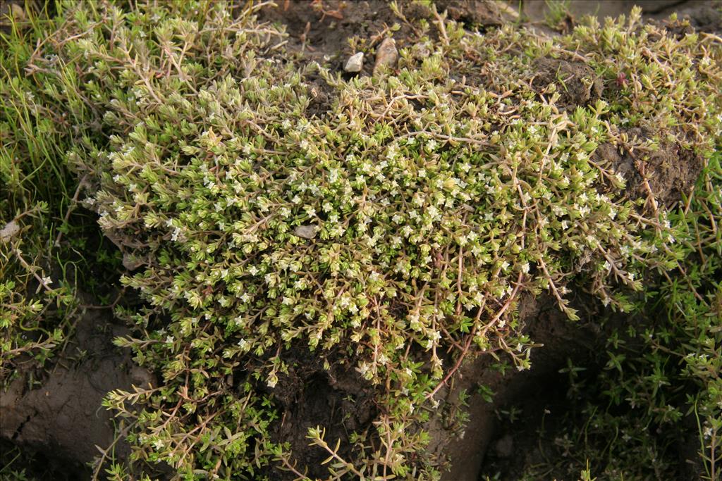 Crassula helmsii (door Willem Braam)