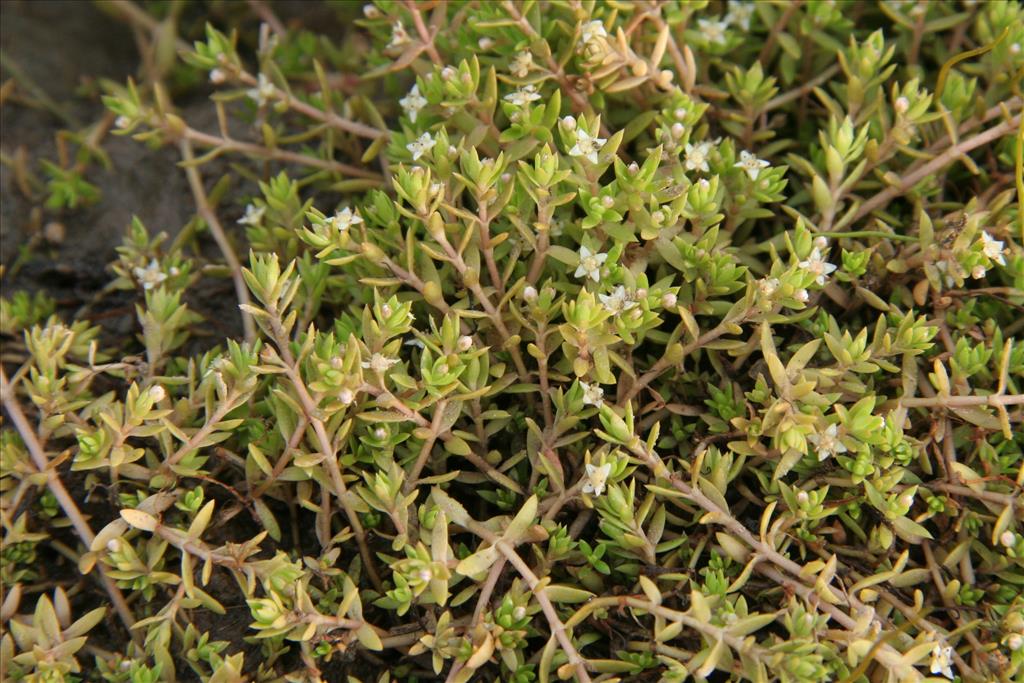 Crassula helmsii (door Willem Braam)