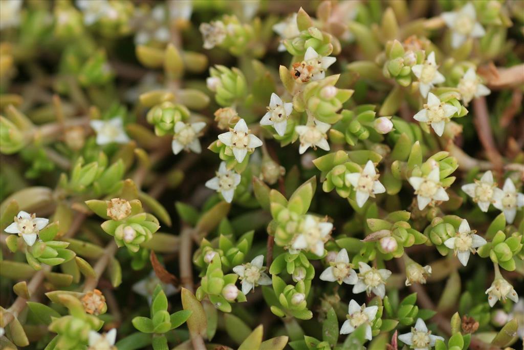 Crassula helmsii (door Willem Braam)