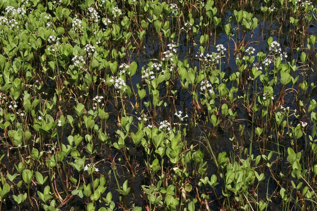 Menyanthes trifoliata (door Willem Braam)