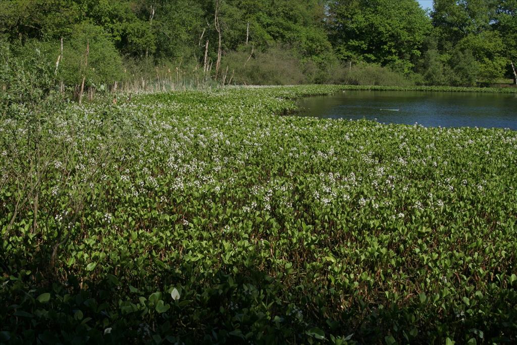 Menyanthes trifoliata (door Willem Braam)