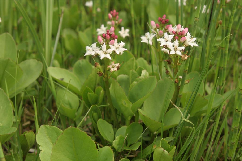 Menyanthes trifoliata (door Willem Braam)