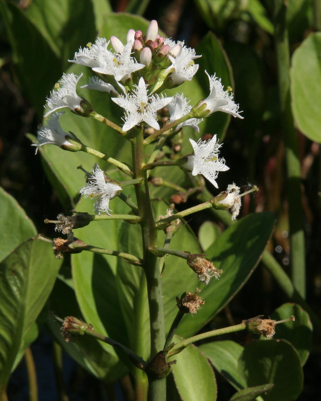 Menyanthes trifoliata (door Willem Braam)