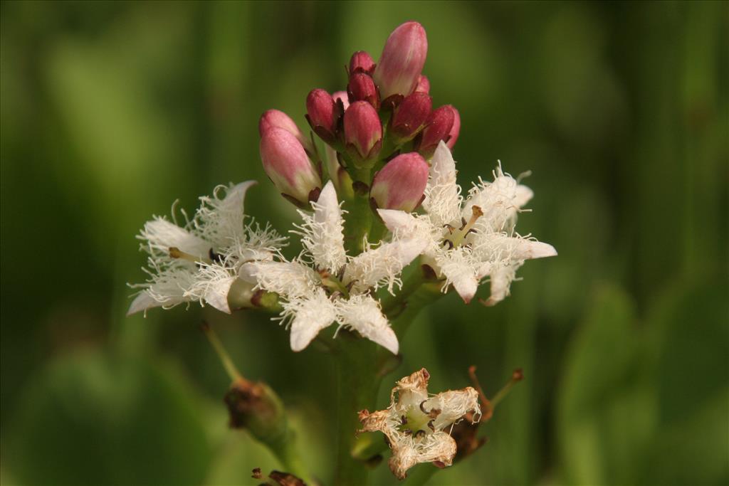 Menyanthes trifoliata (door Willem Braam)