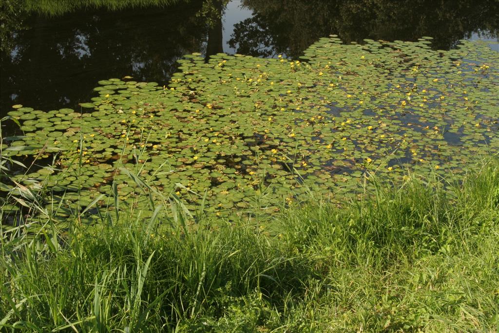 Nymphoides peltata (door Willem Braam)