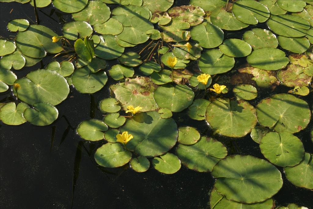 Nymphoides peltata (door Willem Braam)