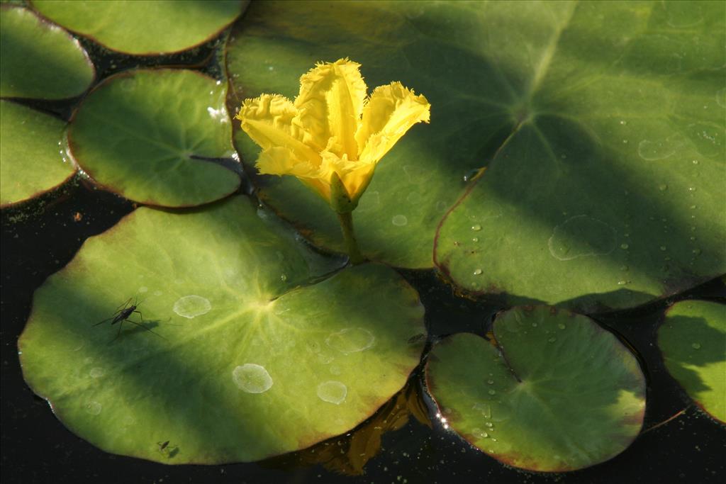 Nymphoides peltata (door Willem Braam)