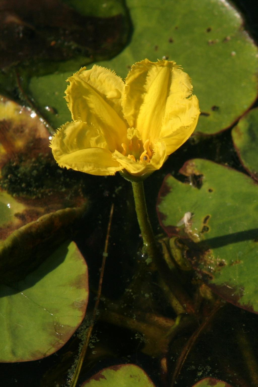 Nymphoides peltata (door Willem Braam)