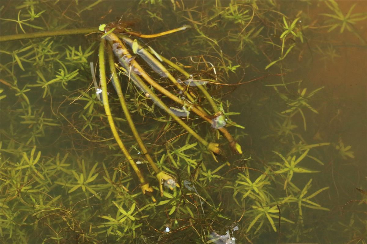 Nymphoides peltata (door Willem Braam)