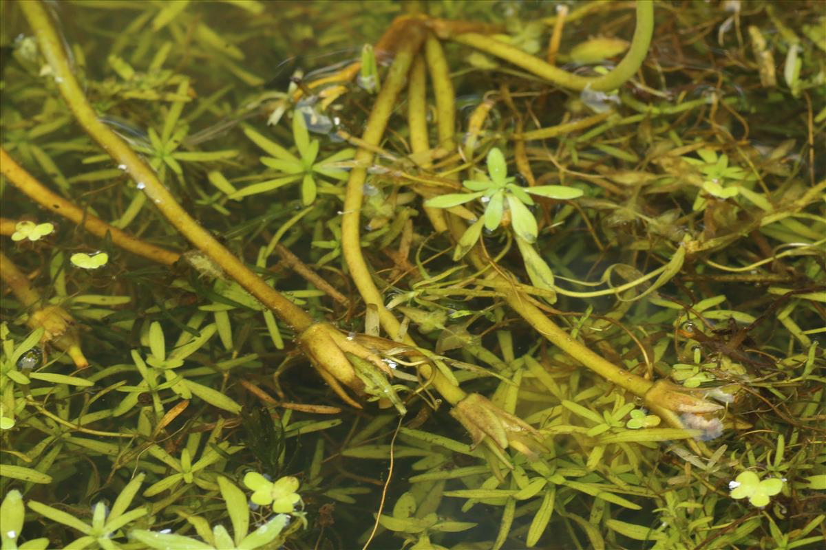 Nymphoides peltata (door Willem Braam)