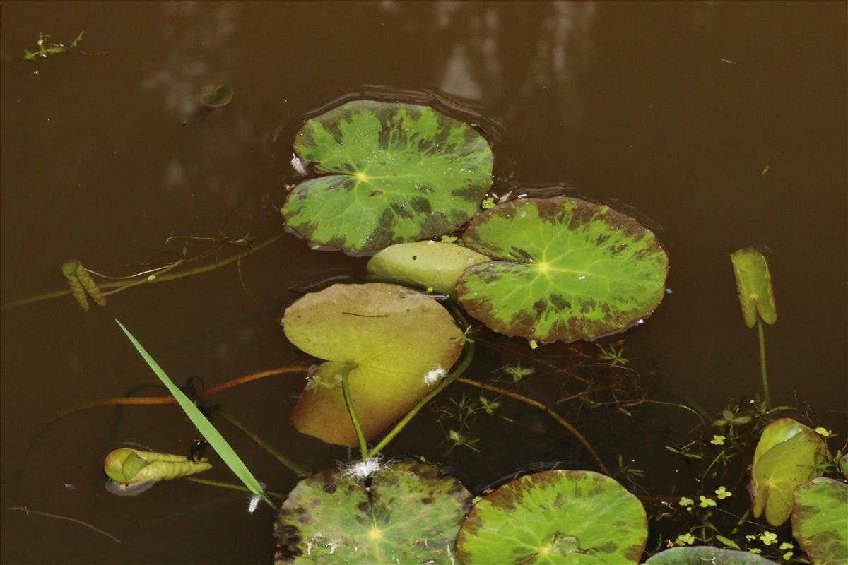 Nymphoides peltata (door Willem Braam)