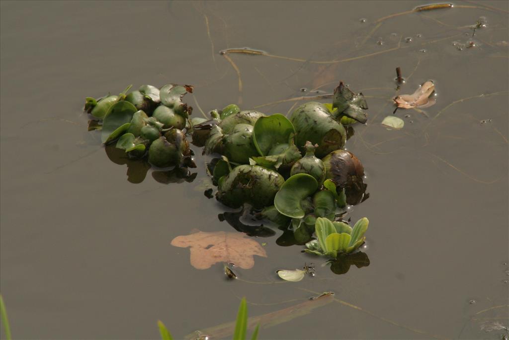 Eichhornia crassipes (door Willem Braam)