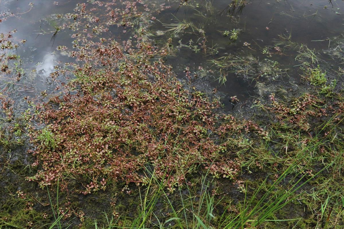 Ludwigia palustris (door Willem Braam)