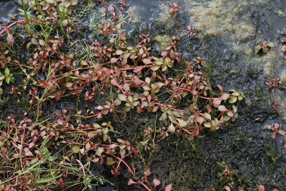 Ludwigia palustris (door Willem Braam)