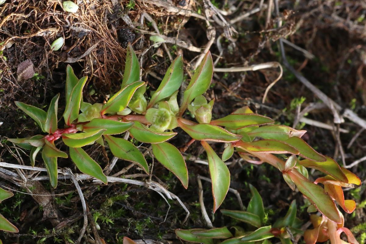 Ludwigia palustris (door Willem Braam)
