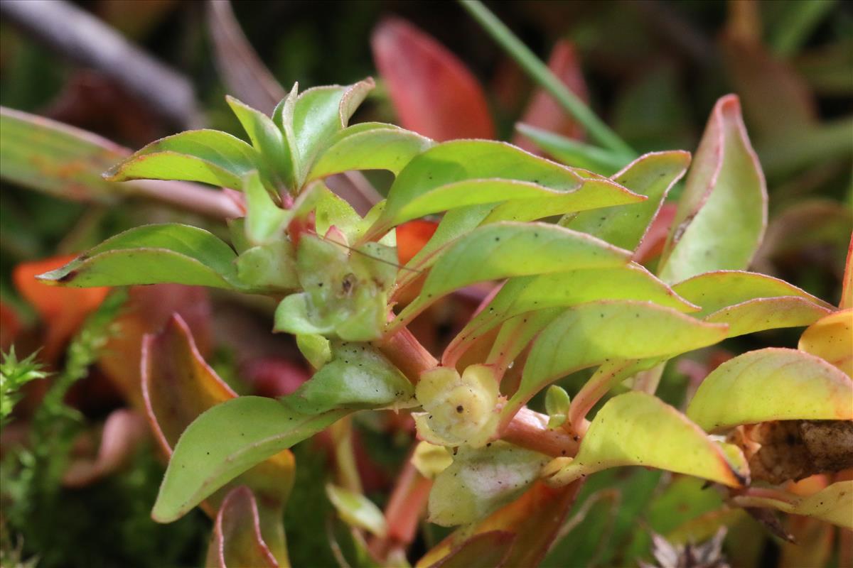 Ludwigia palustris (door Willem Braam)