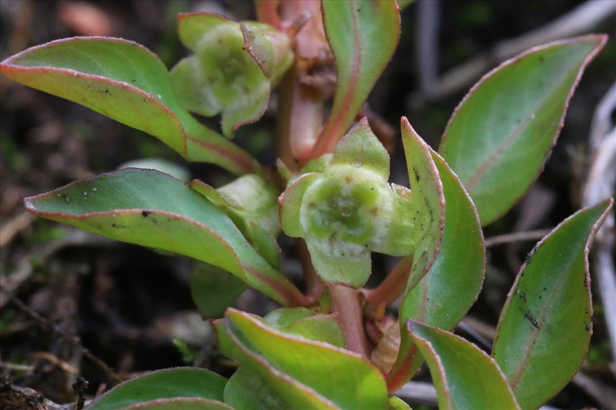 Ludwigia palustris (door Willem Braam)