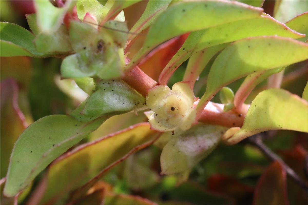 Ludwigia palustris (door Willem Braam)