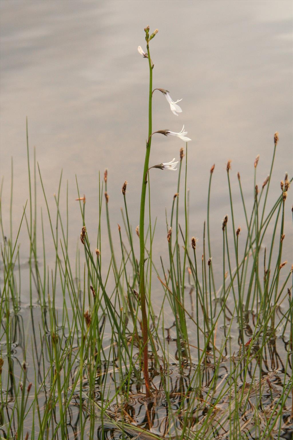 Lobelia dortmanna (door Willem Braam)