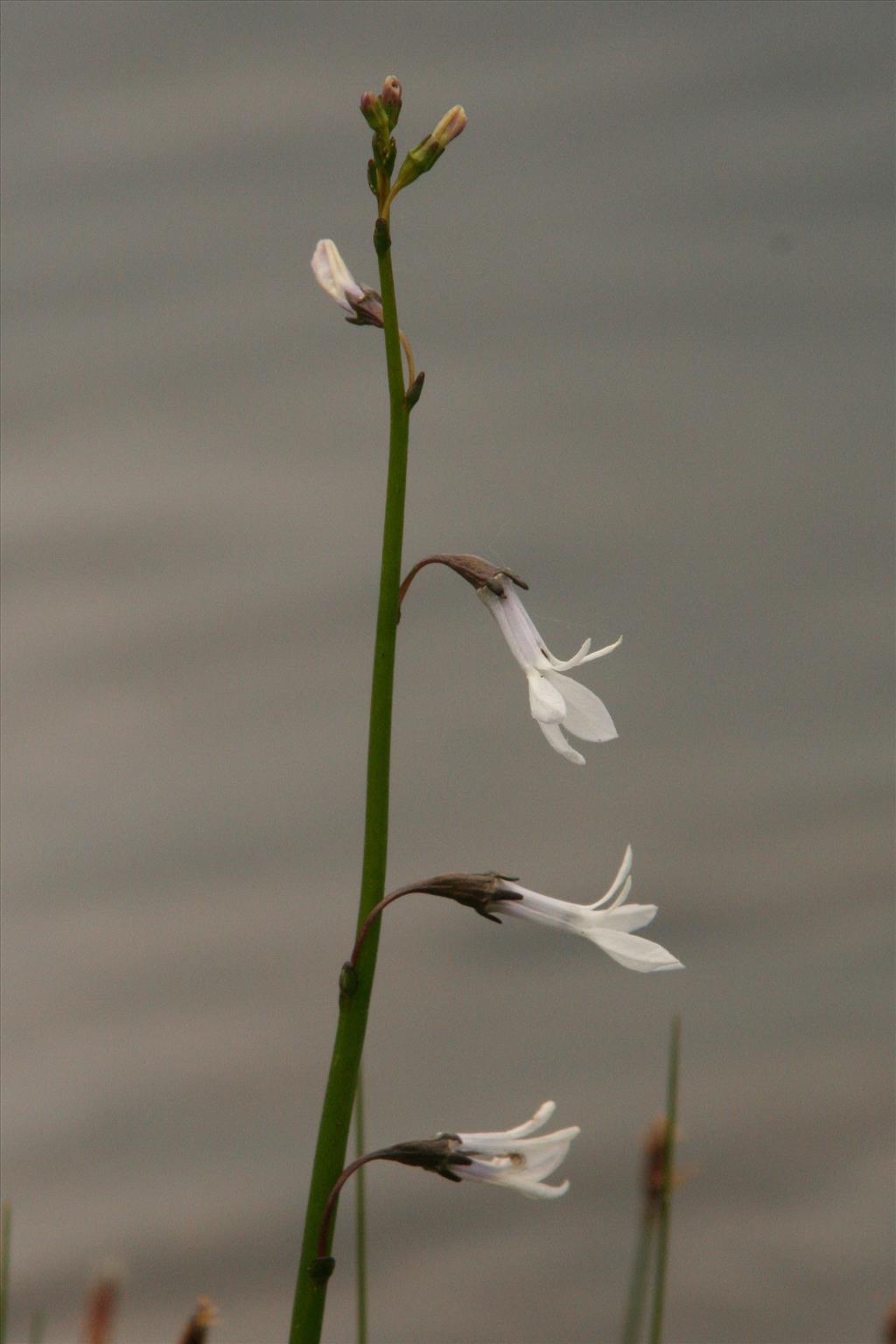 Lobelia dortmanna (door Willem Braam)