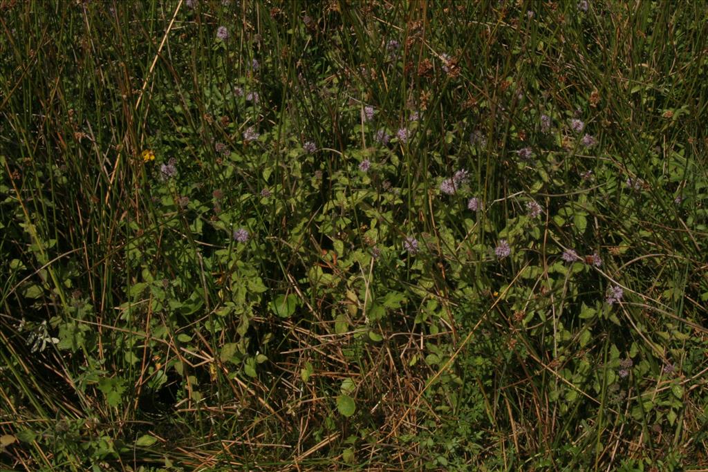 Mentha aquatica (door Willem Braam)