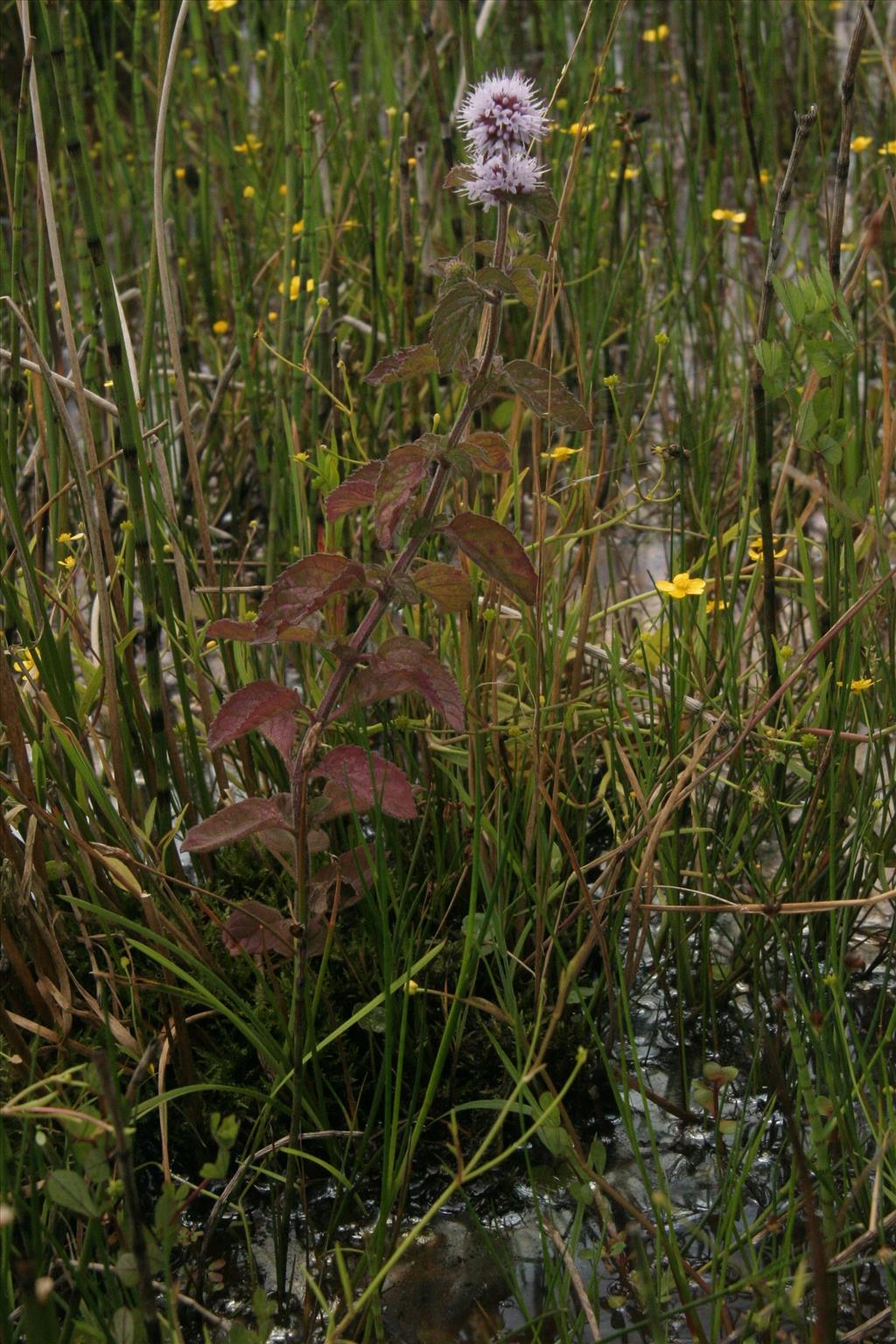 Mentha aquatica (door Willem Braam)