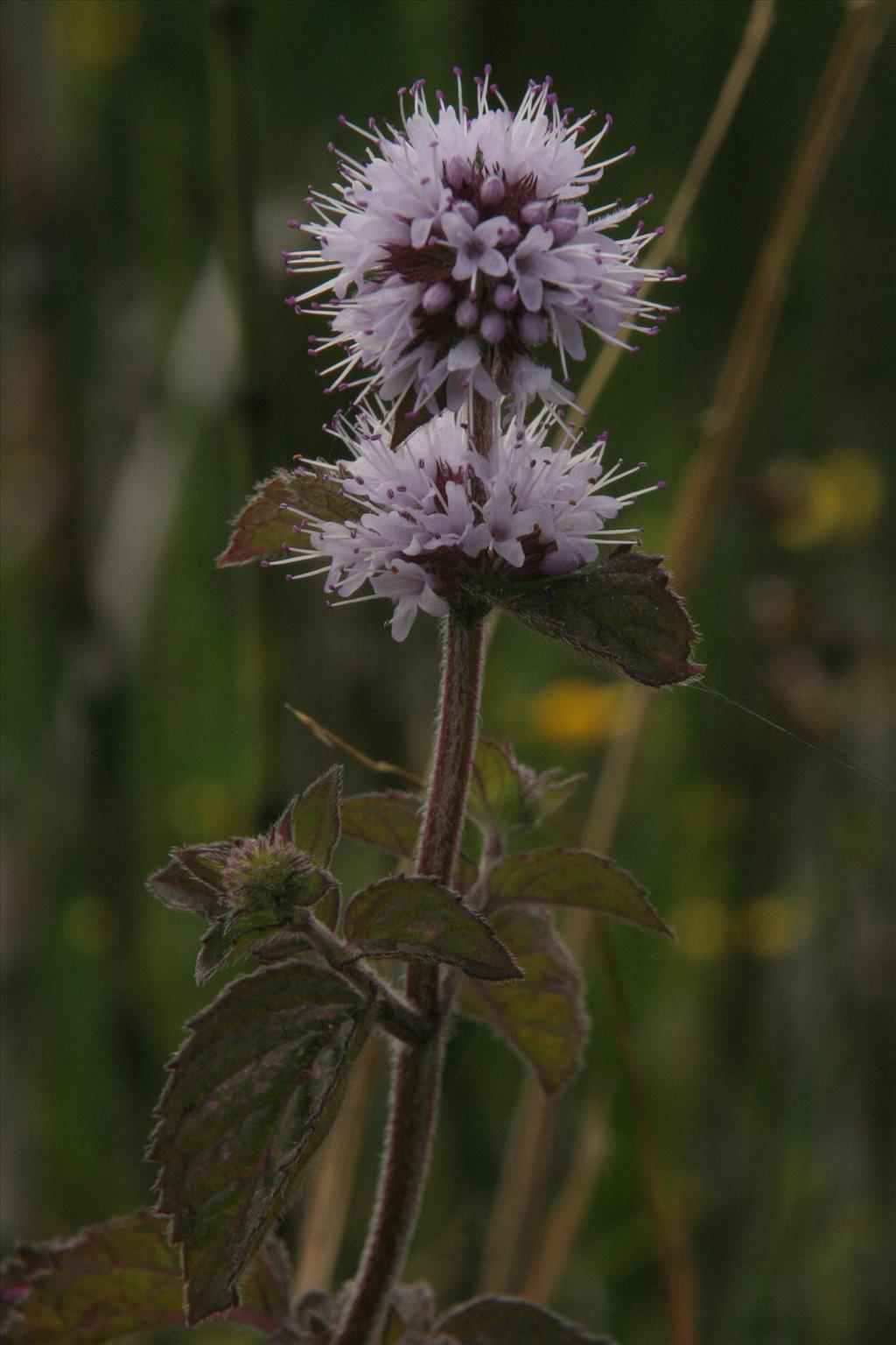 Mentha aquatica (door Willem Braam)