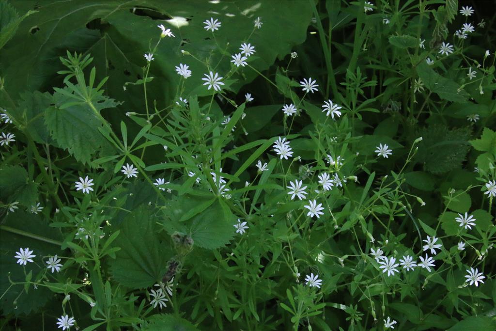 Stellaria aquatica (door Willem Braam)