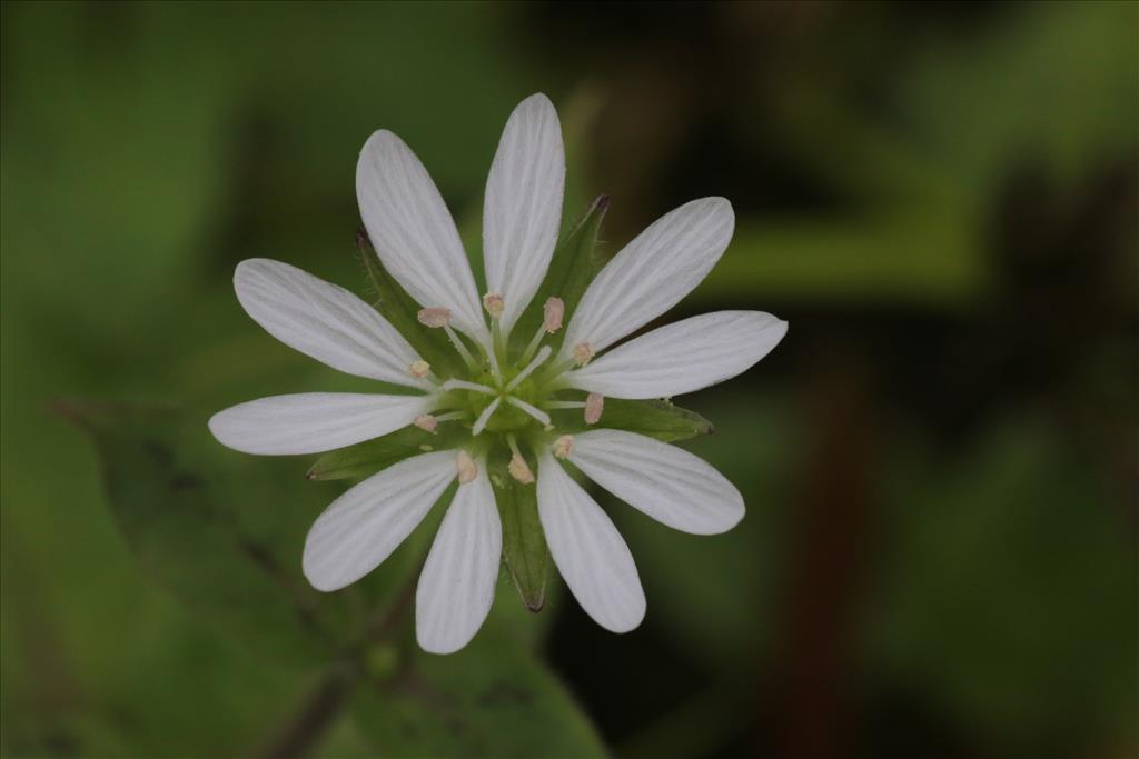 Stellaria aquatica (door Willem Braam)