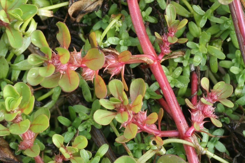 Lythrum portula (door Willem Braam)