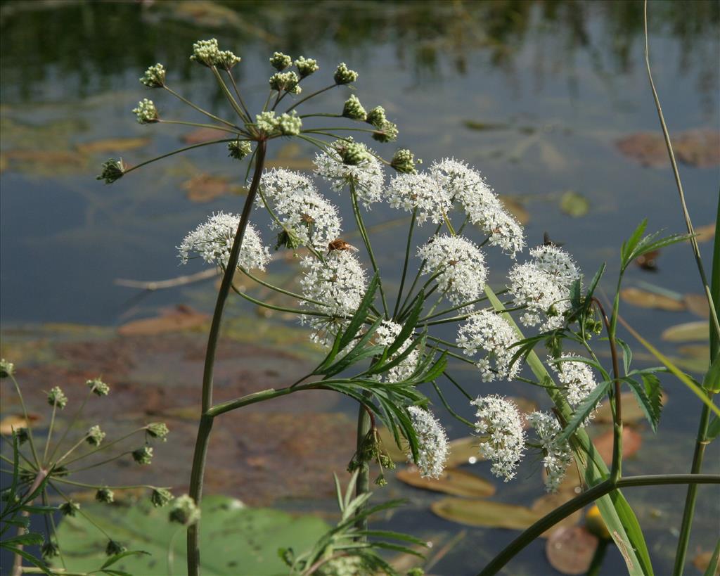 Cicuta virosa (door Willem Braam)