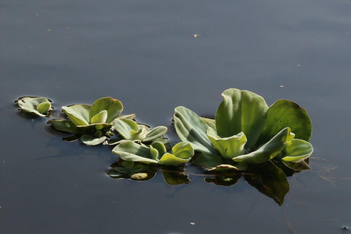 Pistia stratiotes (door Willem Braam)