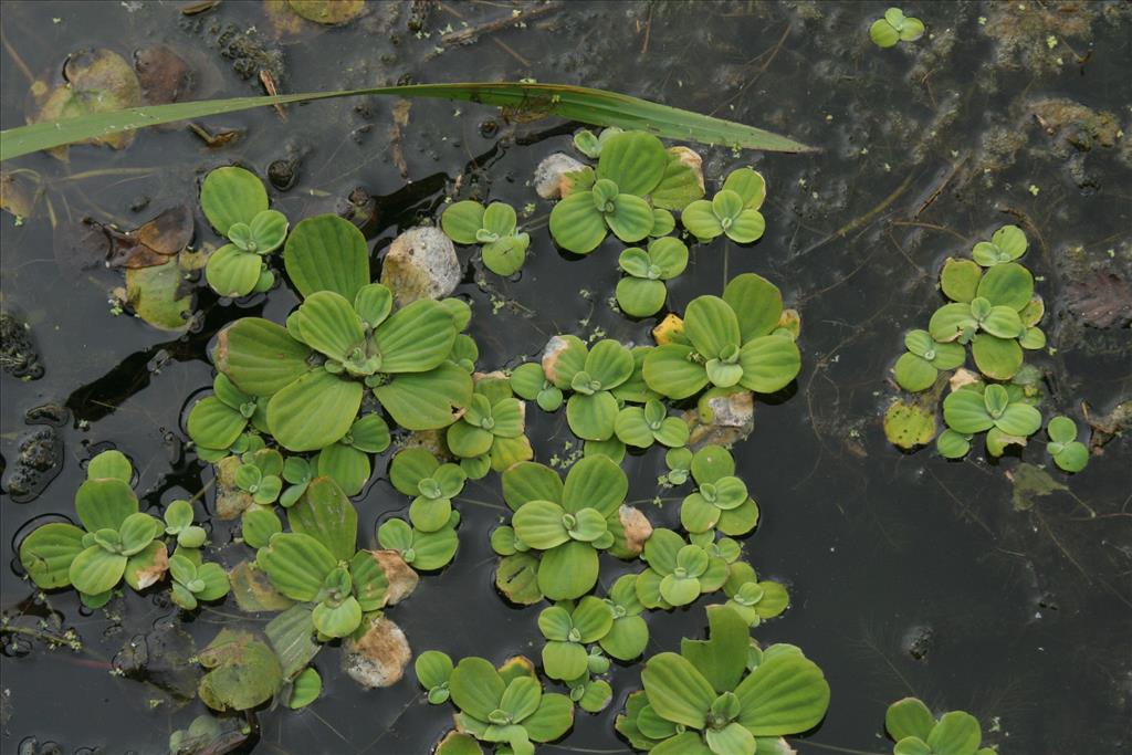 Pistia stratiotes (door Willem Braam)