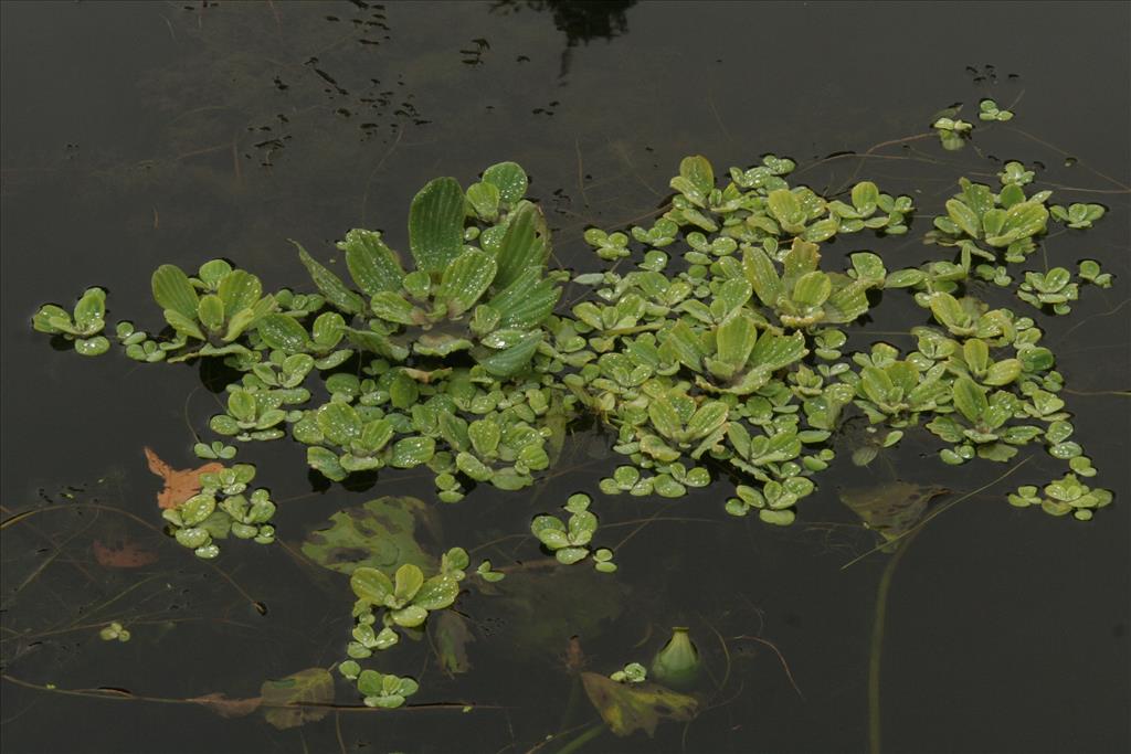 Pistia stratiotes (door Willem Braam)