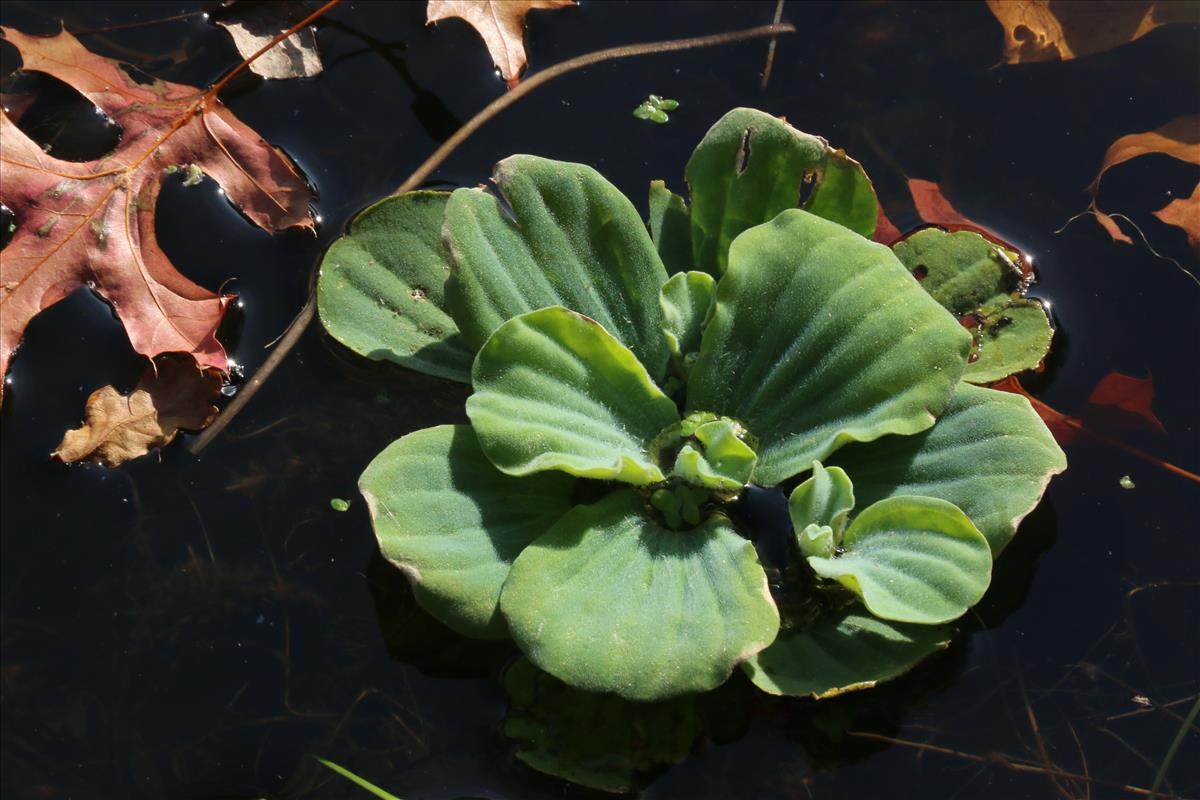 Pistia stratiotes (door Willem Braam)