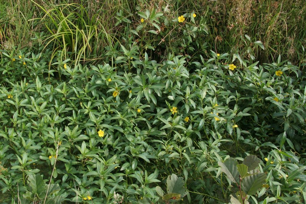 Ludwigia grandiflora (door Willem Braam)