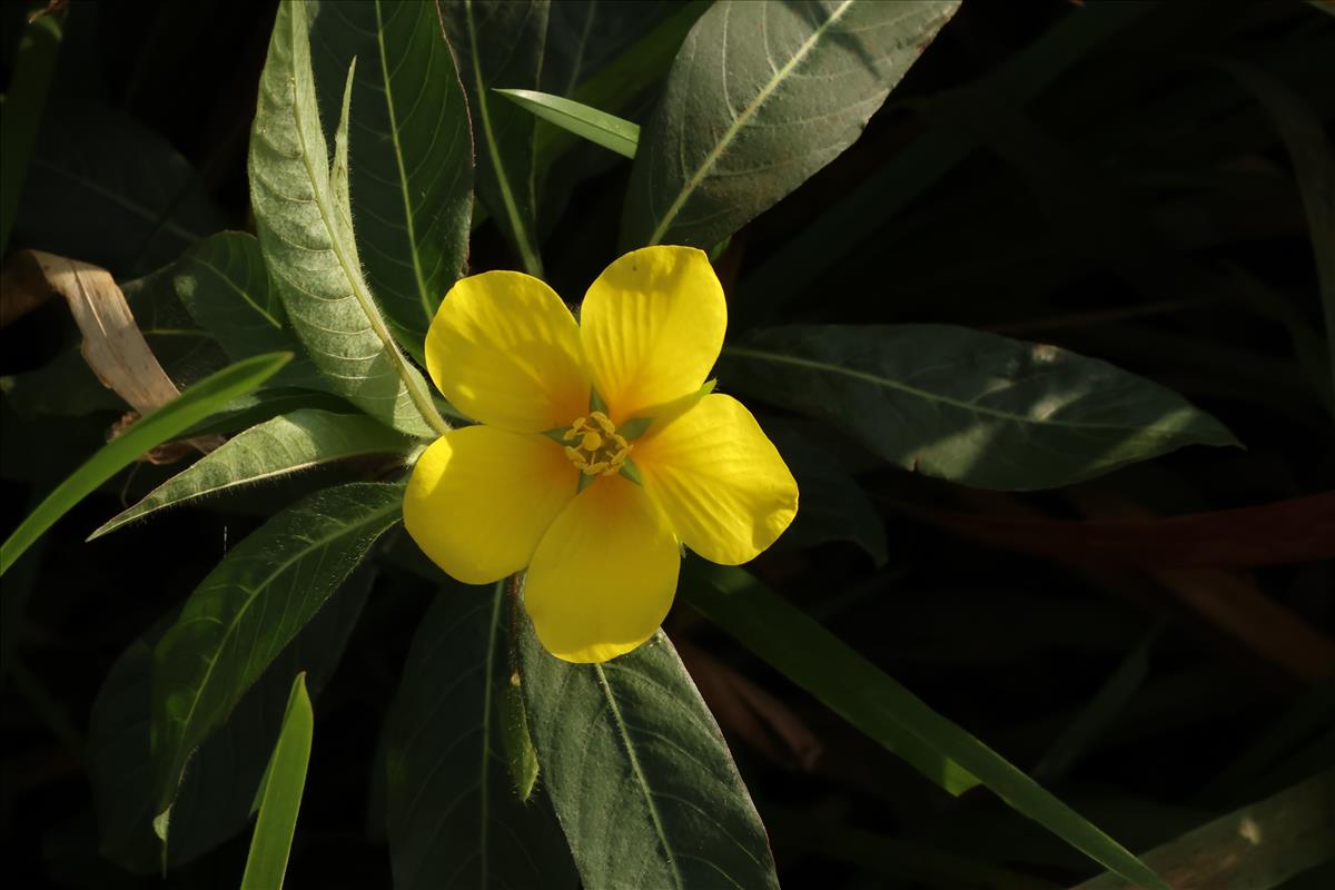 Ludwigia grandiflora (door Willem Braam)