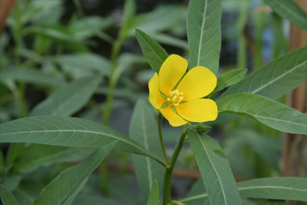 Ludwigia grandiflora (door Willem Braam)