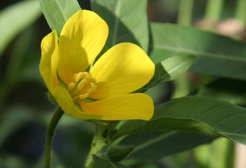 Ludwigia grandiflora (door Willem Braam)