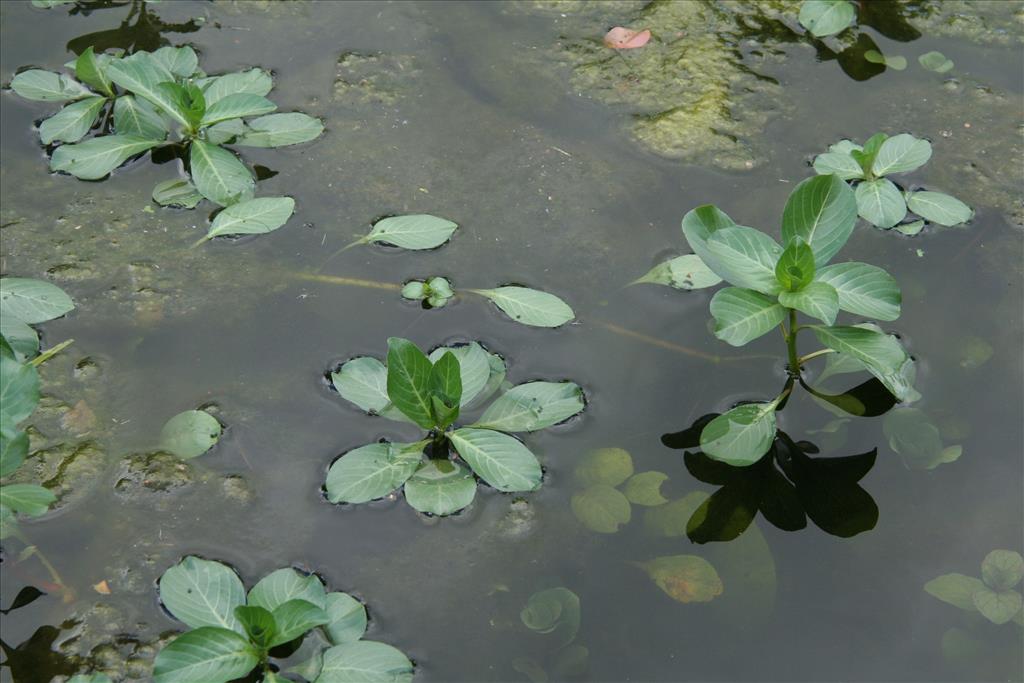 Ludwigia grandiflora (door Willem Braam)