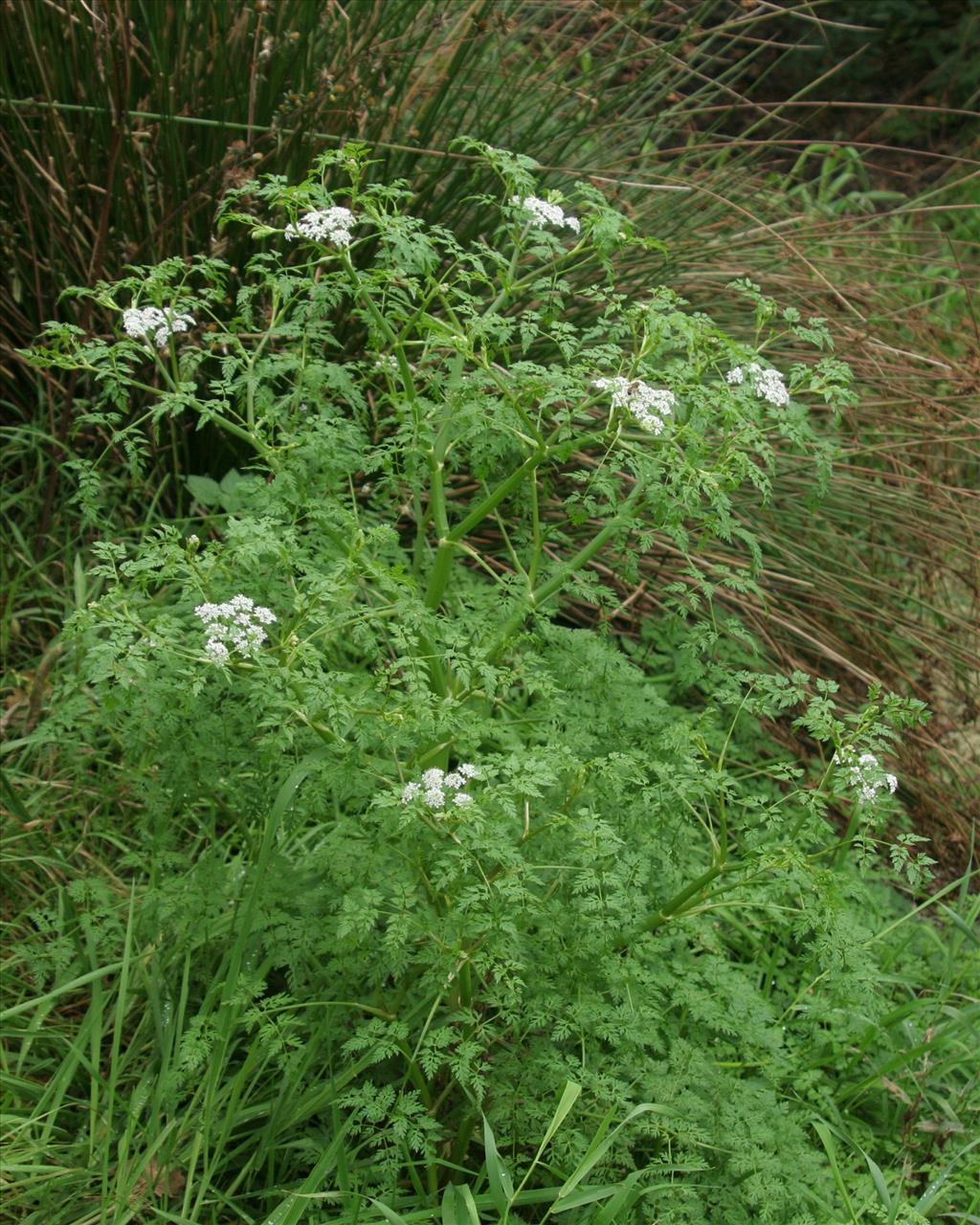 Oenanthe aquatica (door Willem Braam)