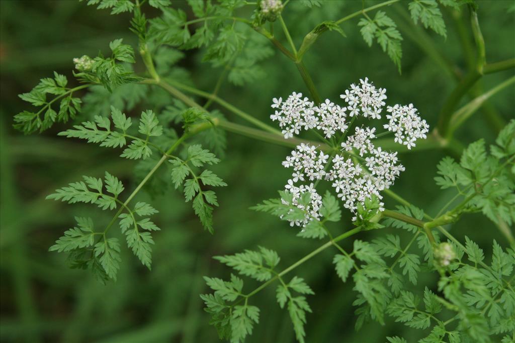 Oenanthe aquatica (door Willem Braam)