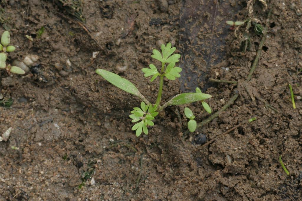 Oenanthe aquatica (door Willem Braam)