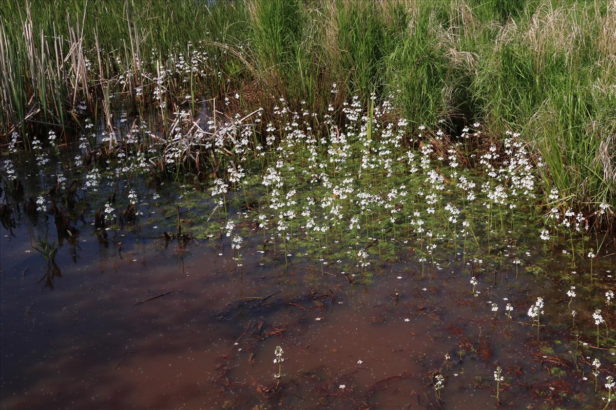 Hottonia palustris (door Willem Braam)