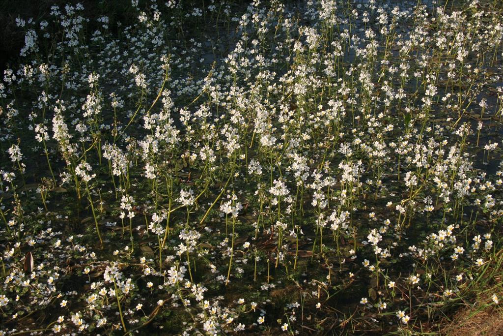 Hottonia palustris (door Willem Braam)